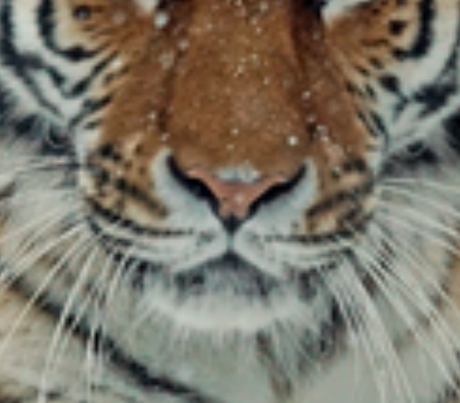 Nadruk tygrys - Przód